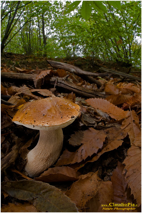 Boletus edulis??